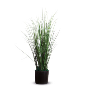 pianta ornamentale erba h55cm