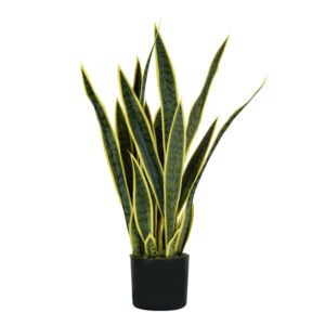 pianta ornamentale sansevieria 21 foglie